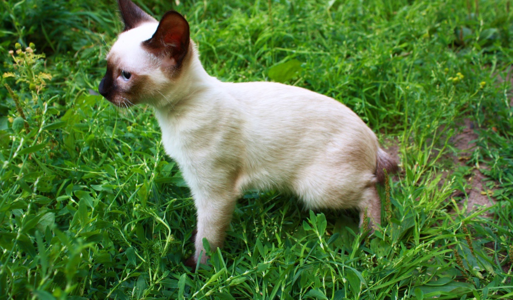 Маленький меконгский бобтейл на траве