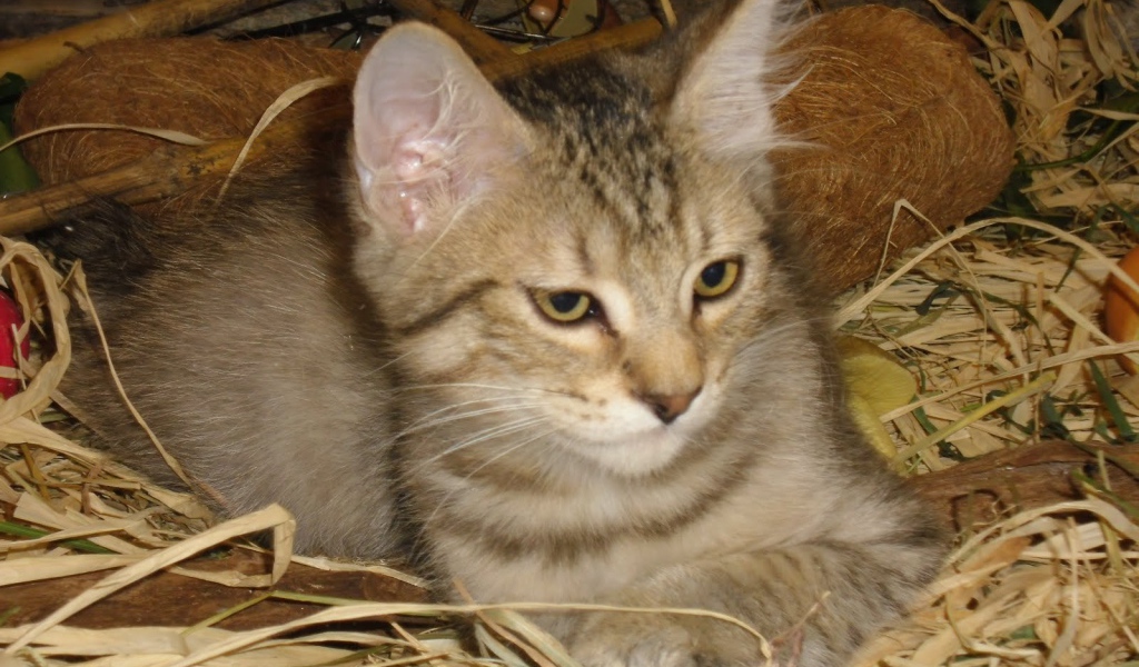 Маленький котенок пиксибоб