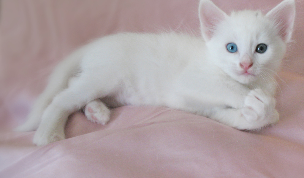 Маленький котенок турецкая ангора