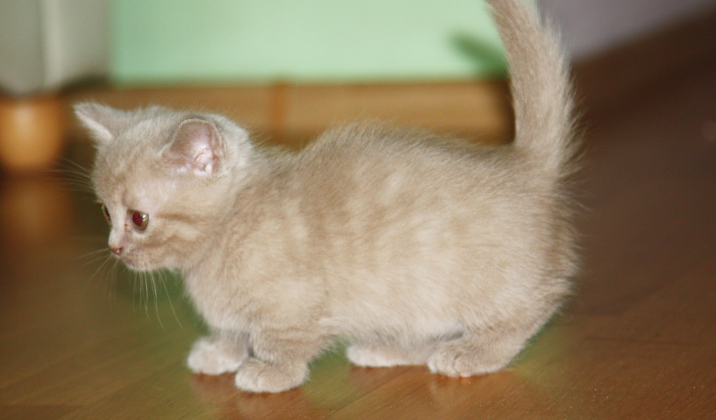 Маленький котенок манчкин