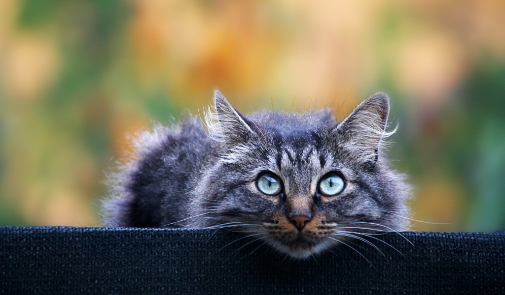 Взгляд кота охотника