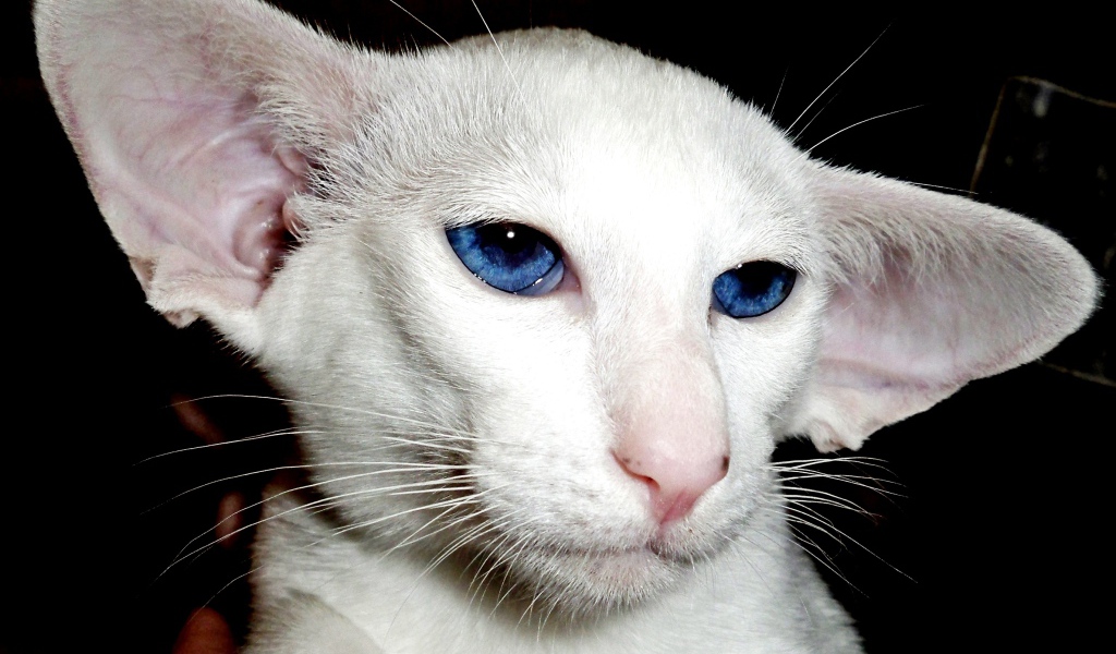 Лопоухий форин вайт