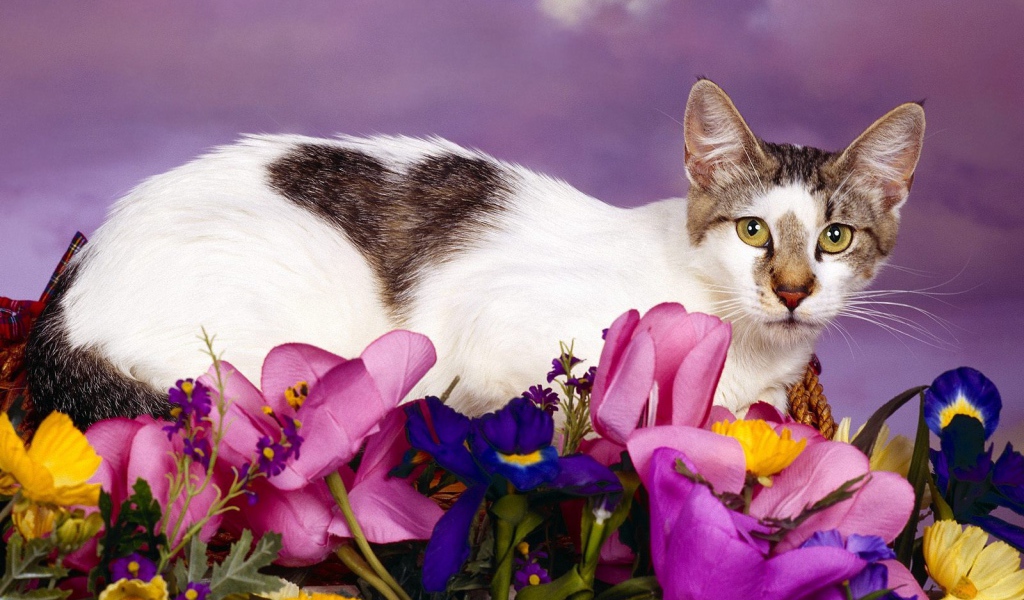 Любимый кот