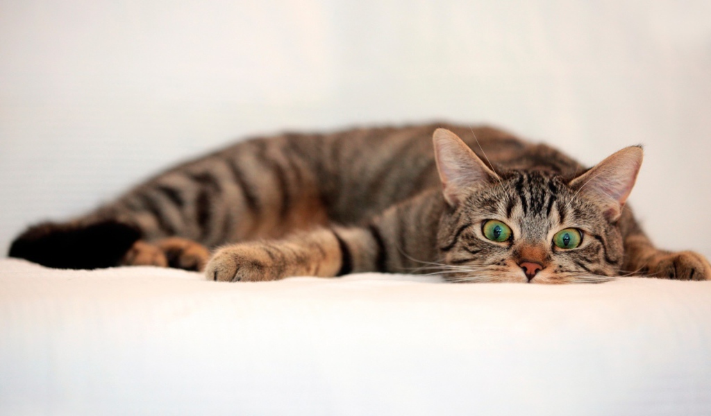 Oбезумевший кот