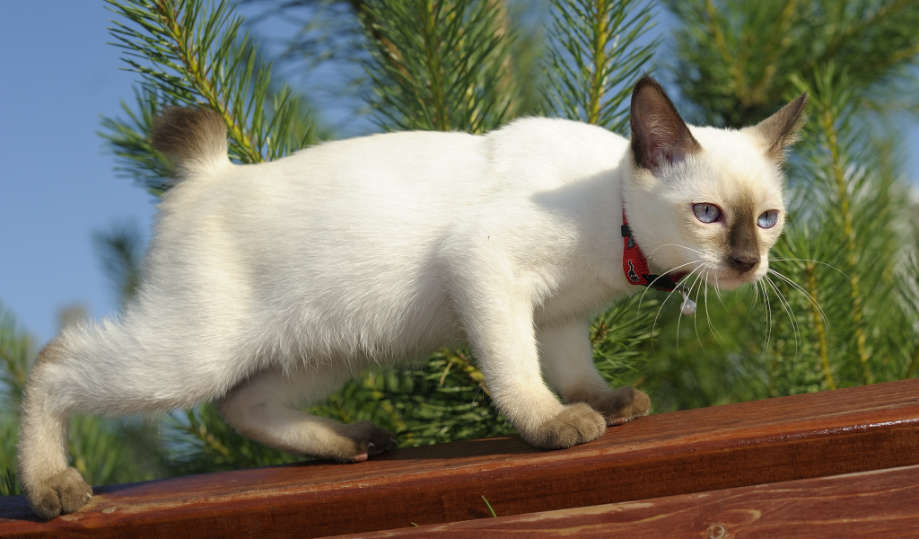 Меконгский бобтейл на улице