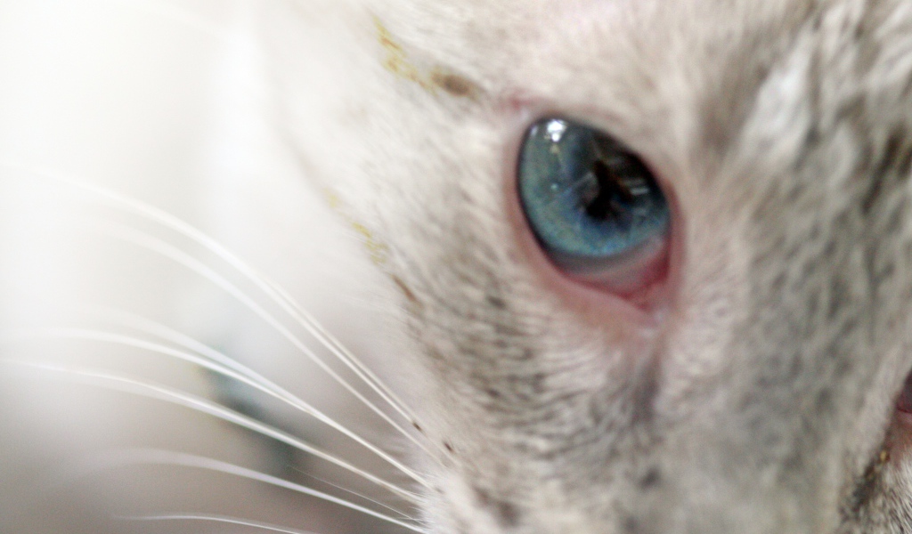 Глаз кошки меконгский бобтейл