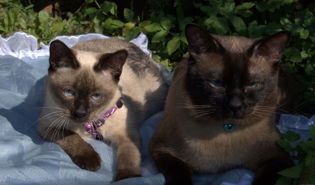 Коты породы меконгский бобтейл