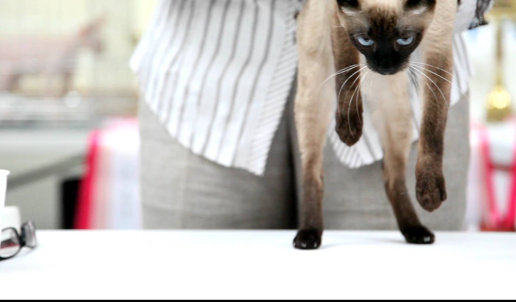 Меконгский бобтейл стоит на задних лапах