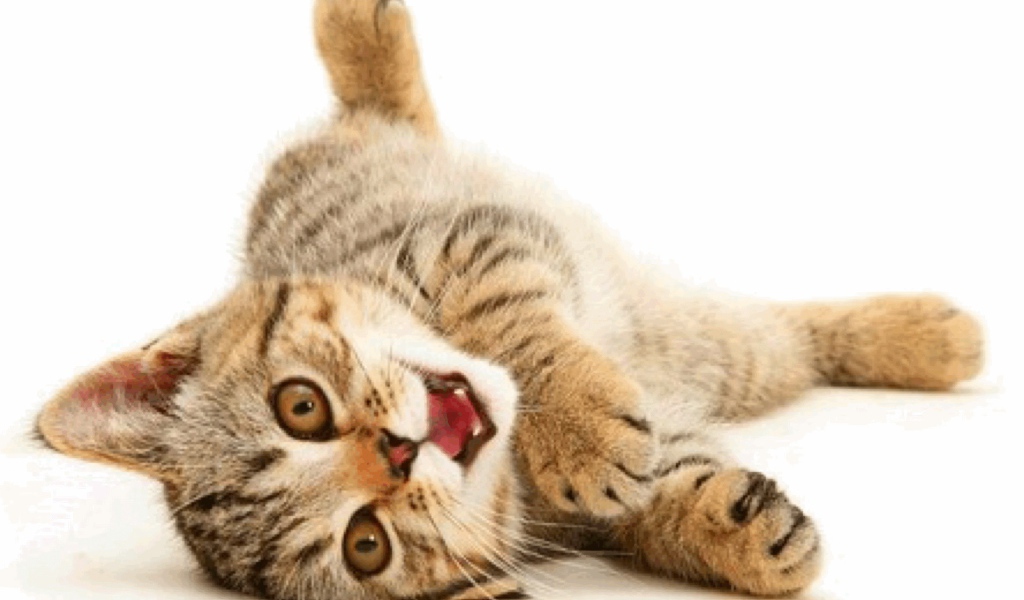 Веселая американская жесткошерстная кошка