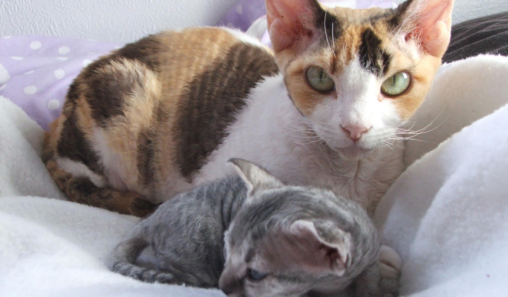 Мама девон-рекс с котенком