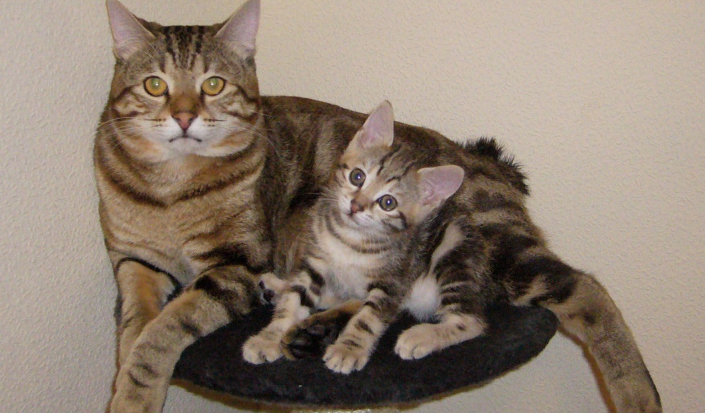 Мама курильский бобтейл с котенком