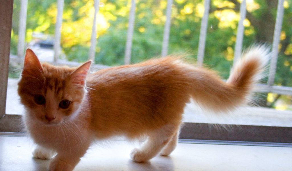 Котенок манчкин на подоконнике