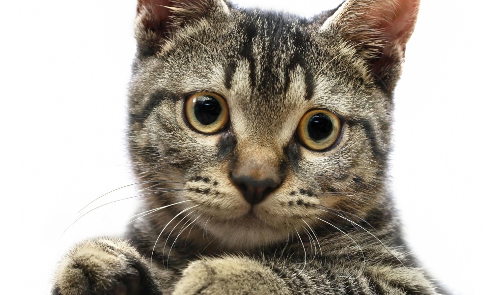 Мордочка американской жесткошерстной кошки