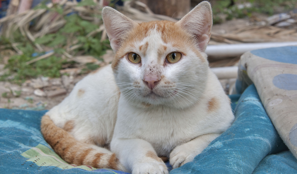 Мордочка кота аравийский мау