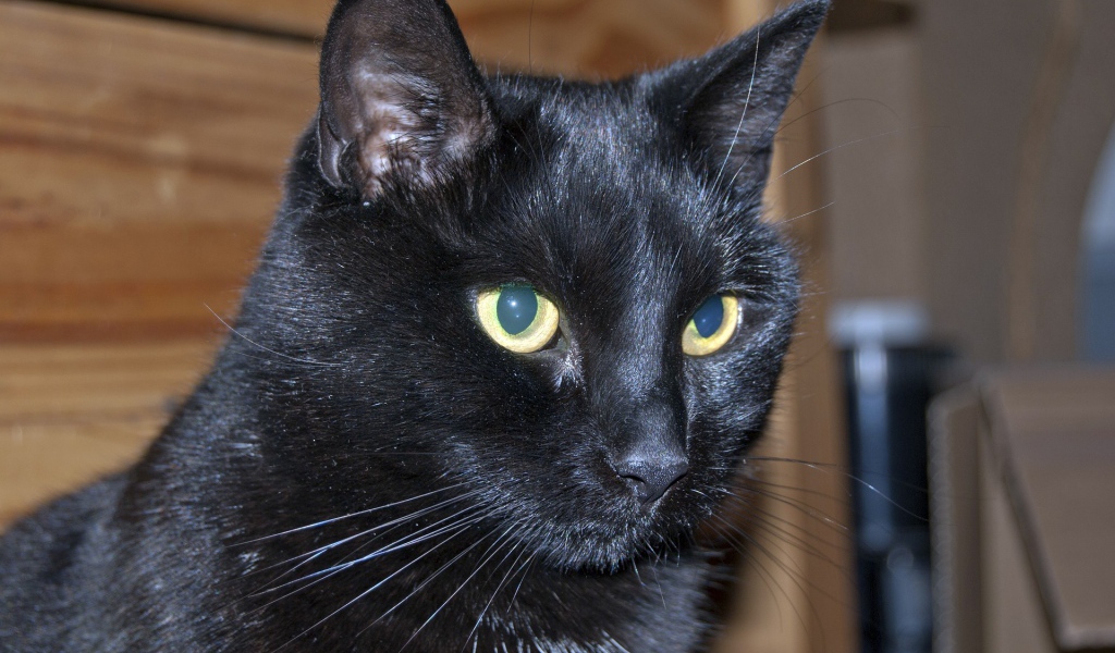 Мордочка бомбейской кошки