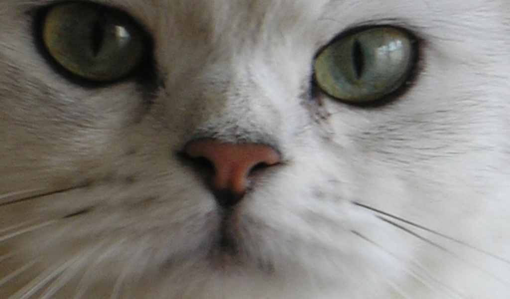 Мордочка британской длинношерстной кошки
