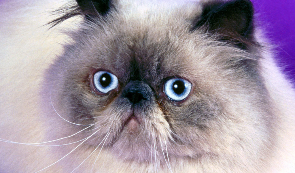 Мордочка гималайской кошки