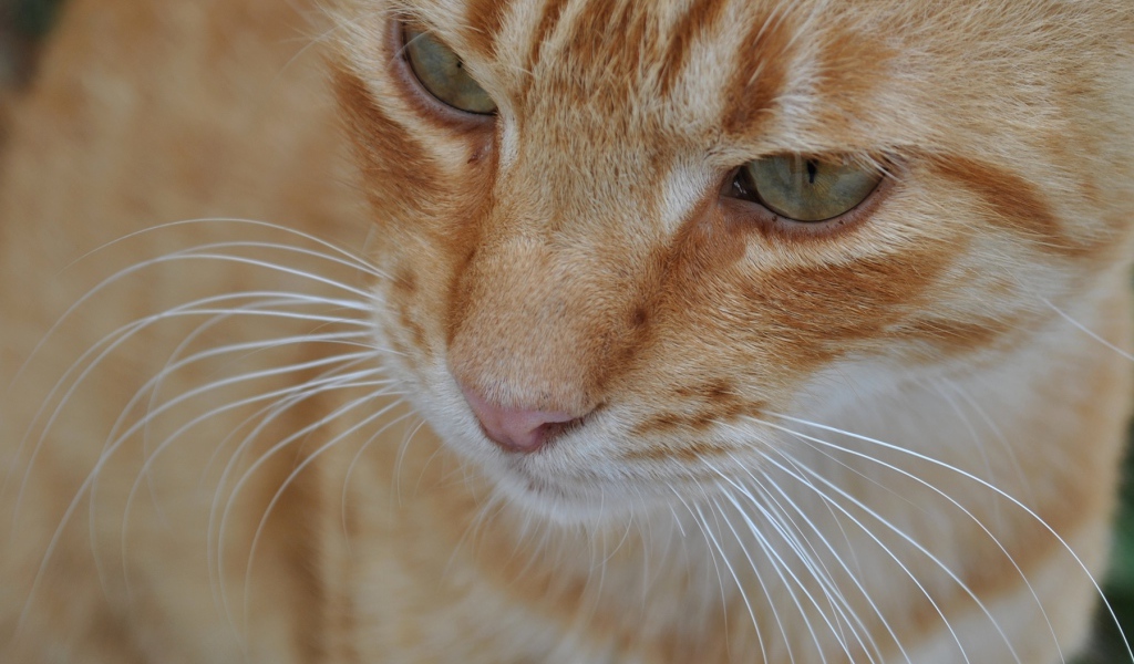 Мордочка курильского бобтейла