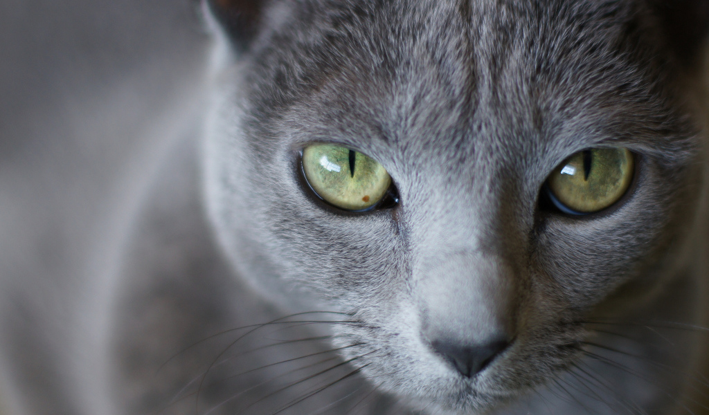 Мордочка русской голубой кошки