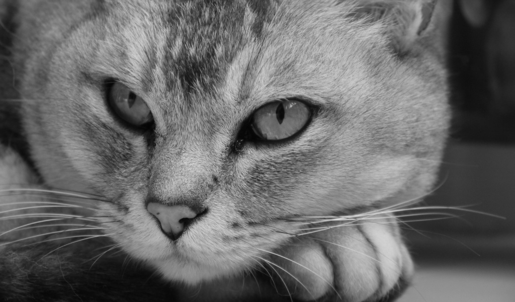 Морда кота бурмилла