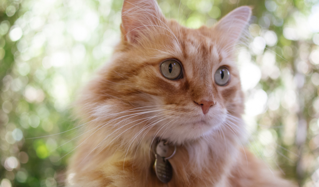 Мордочка кота кимрик