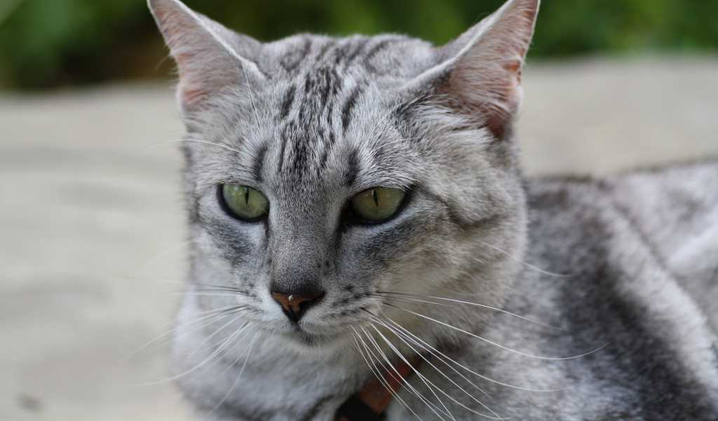 Мордочка кота египетская мау