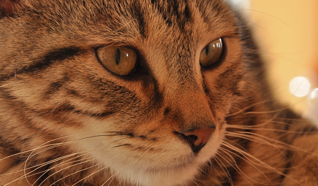 Морда кота пиксибоб