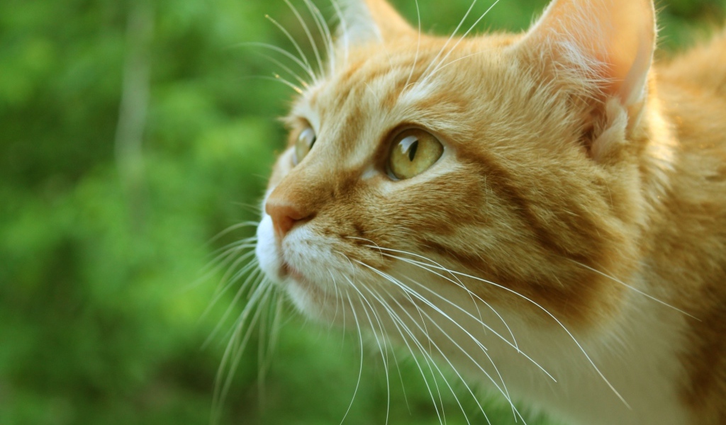 Морда рыжего кота