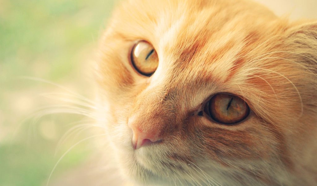 Морда рыжего кота