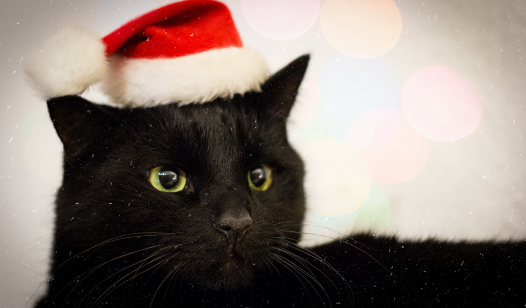 Новогодний наряд бомбейской кошки