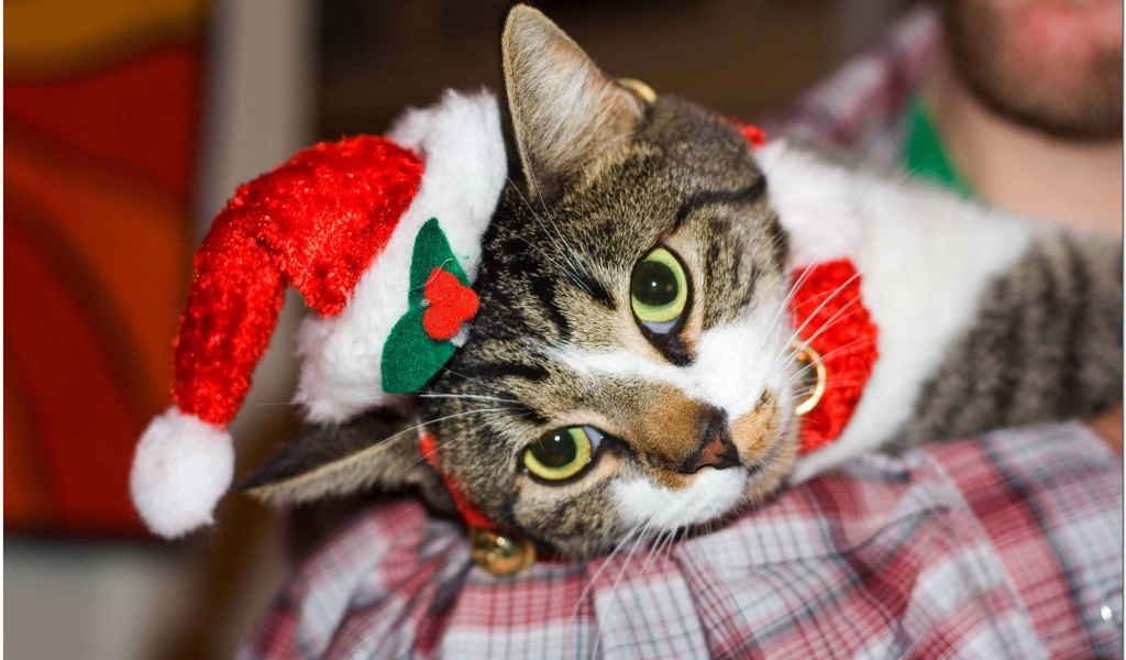 Новогодняя европейская короткошерстная кошка