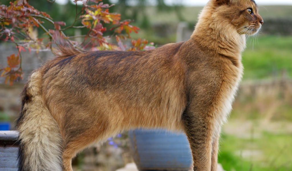 Благородная сомалийская кошка