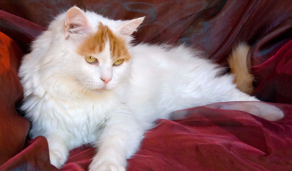 Благородный турецкий ван