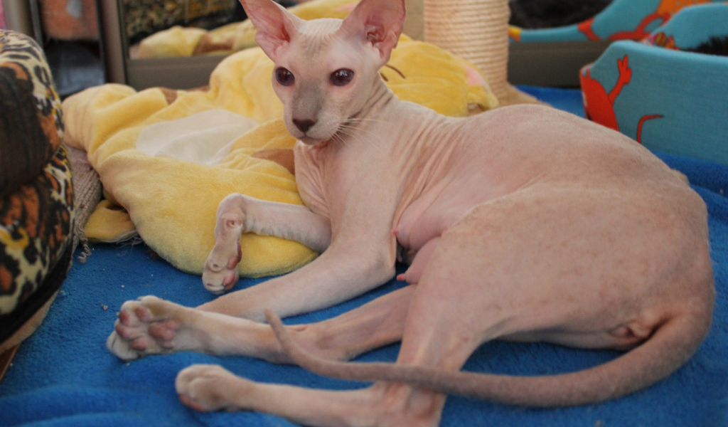 Благородная порода петерболд