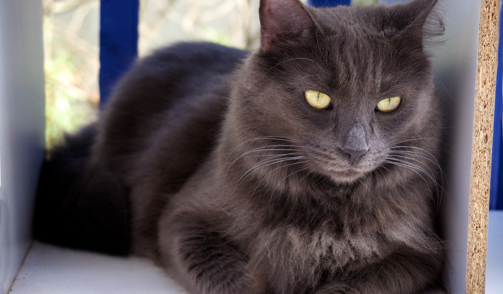 Благородный кот нибелунг