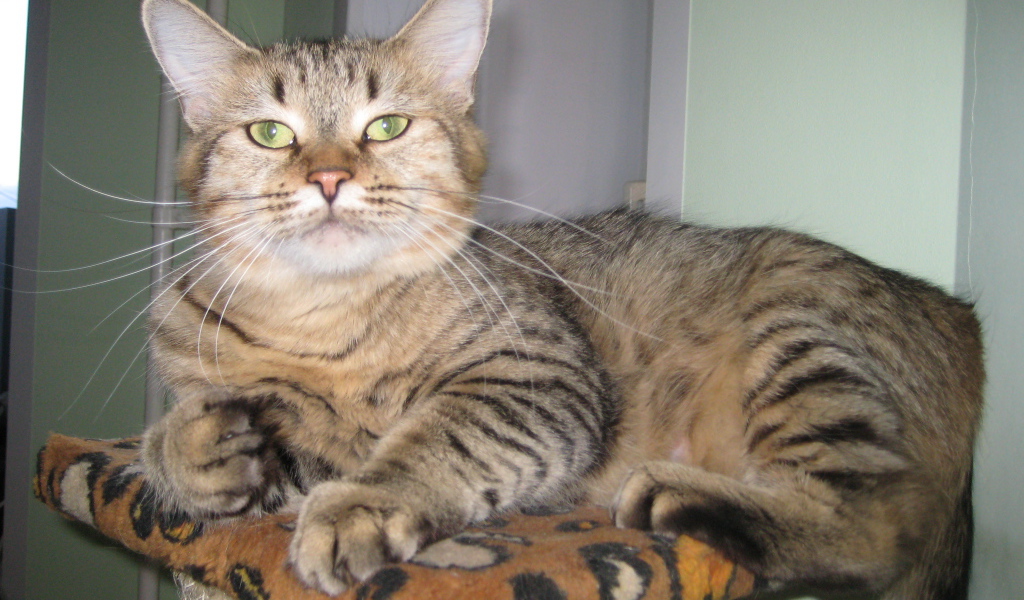 Благородный кот пиксибоб