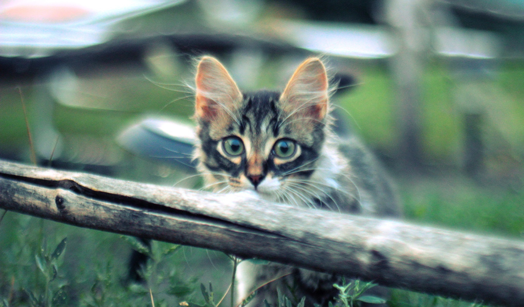 Котенок норвежской лесной кошки