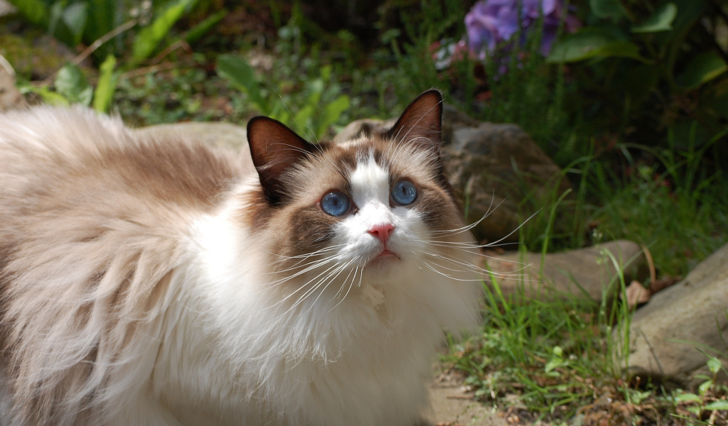 Голубоглазая кошка рэгдолл