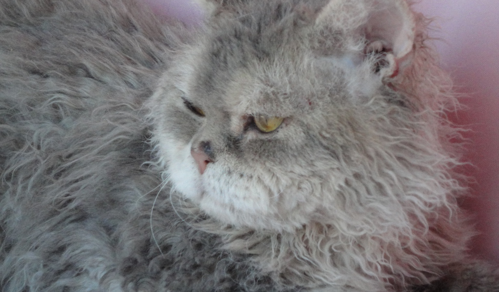 Старый кот селкирк рекс