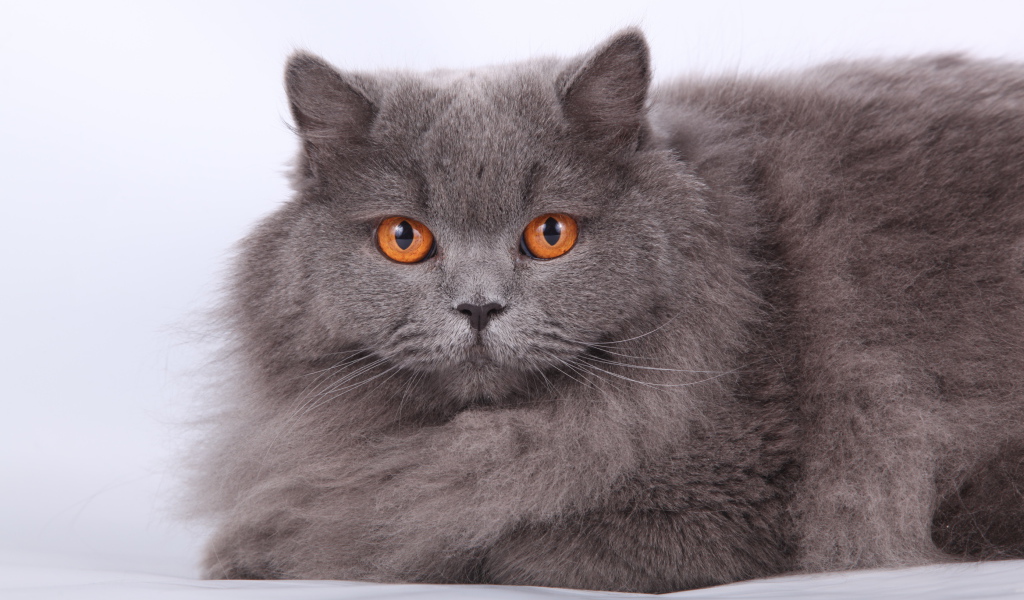 Оранжевые глаза британской длинношерстной кошки