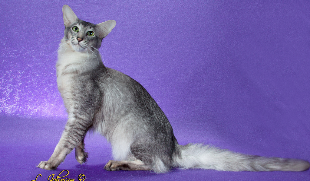 Ориентальная длинношерстная кошка позирует