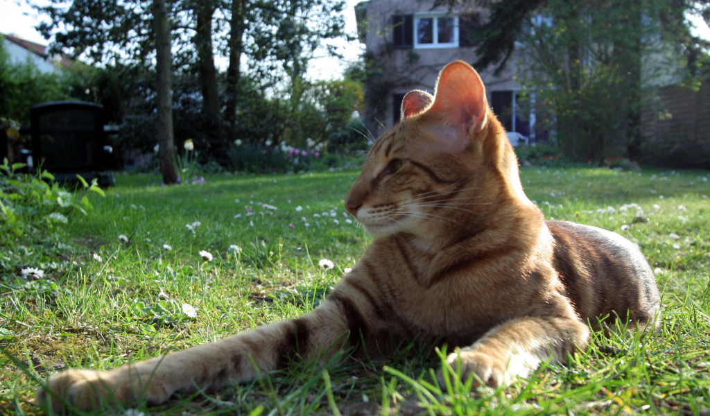 Ориентальная короткошерстная кошка на траве