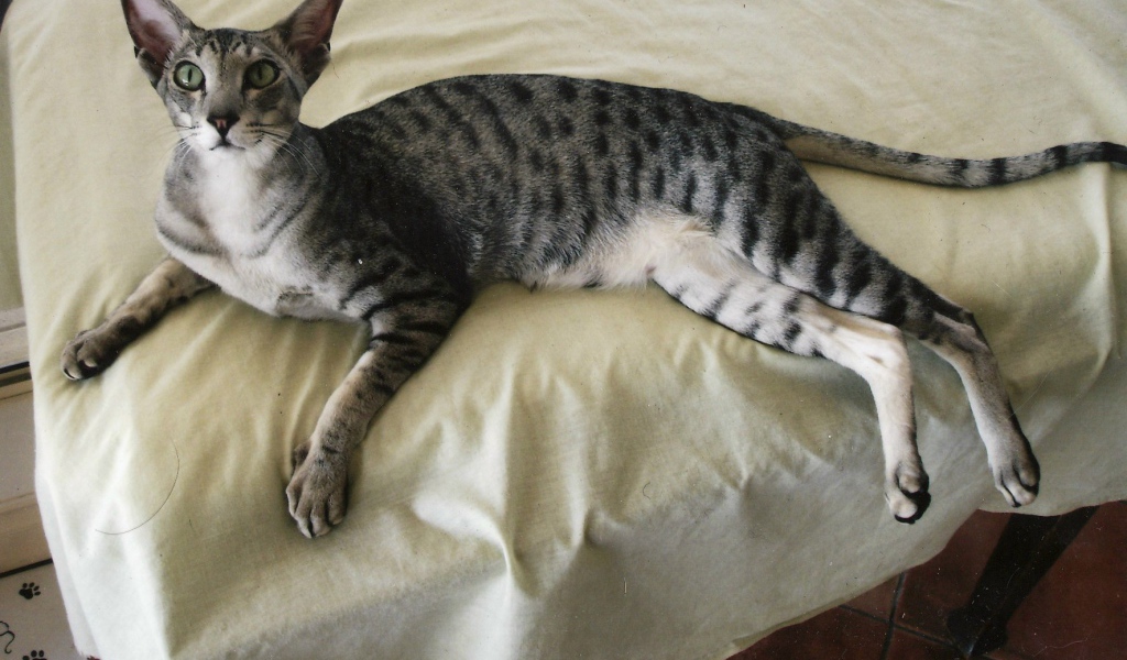 Ориентальная короткошерстная кошка на кровати