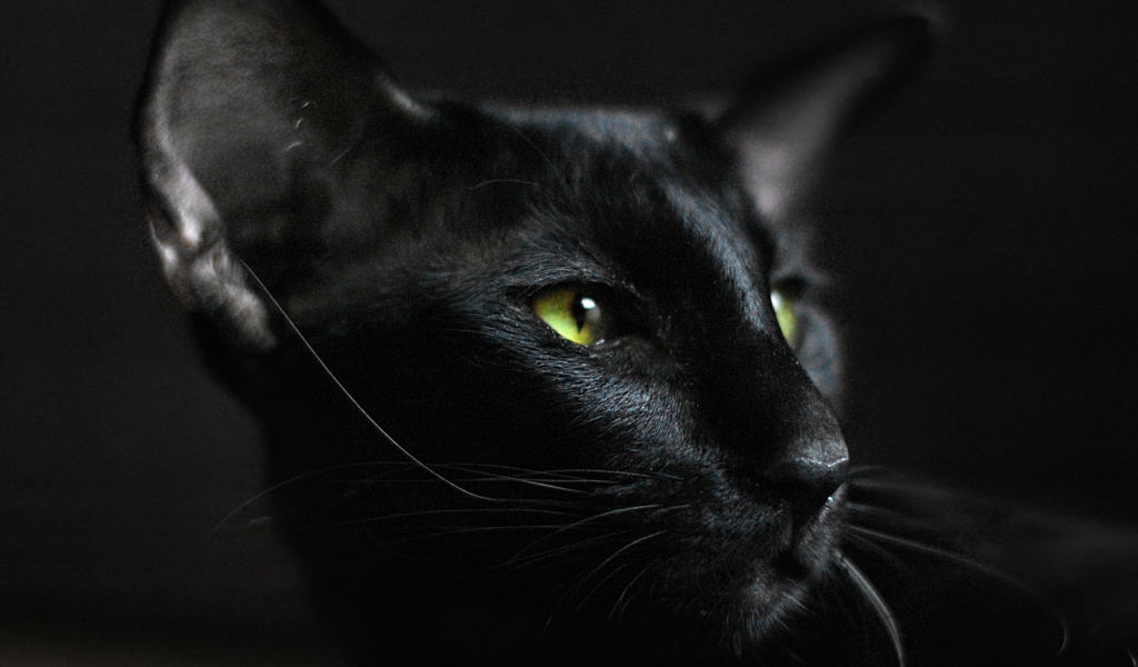 Взгляд ориентальной короткошерстной кошки