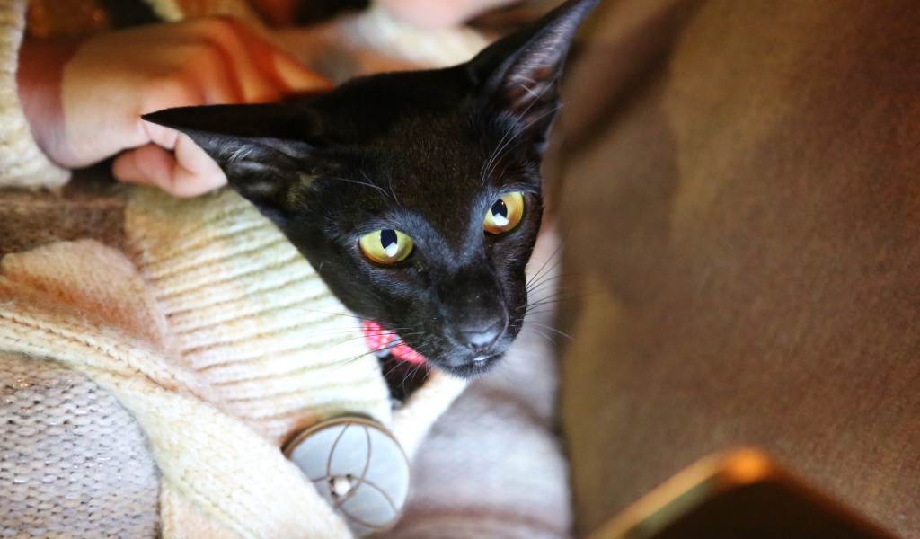 Ориентальная короткошерстная кошка в свитере