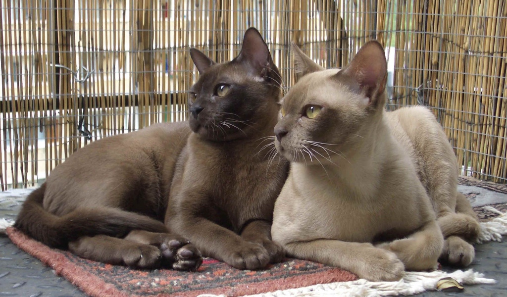 Пара бурманских кошек