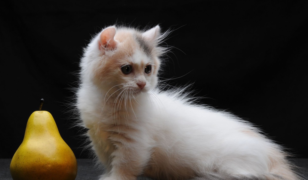 Груша и котенок манчкин