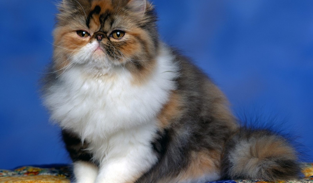 Персидский кот