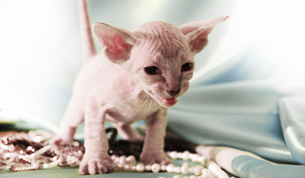 Котенок породы петерболд