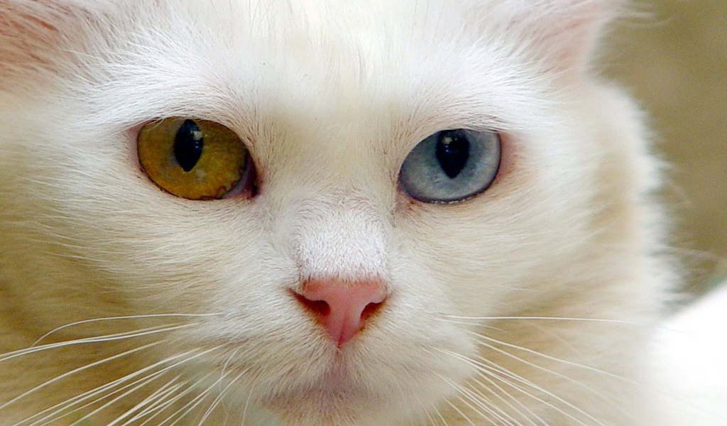 Розовый нос кота турецкая ангора